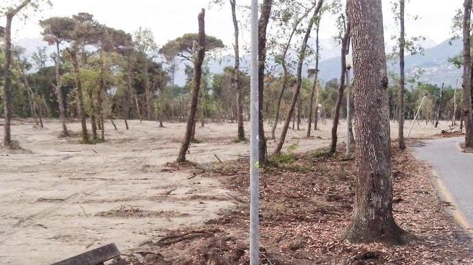 Sparito un quinto degli alberi della Versiliana