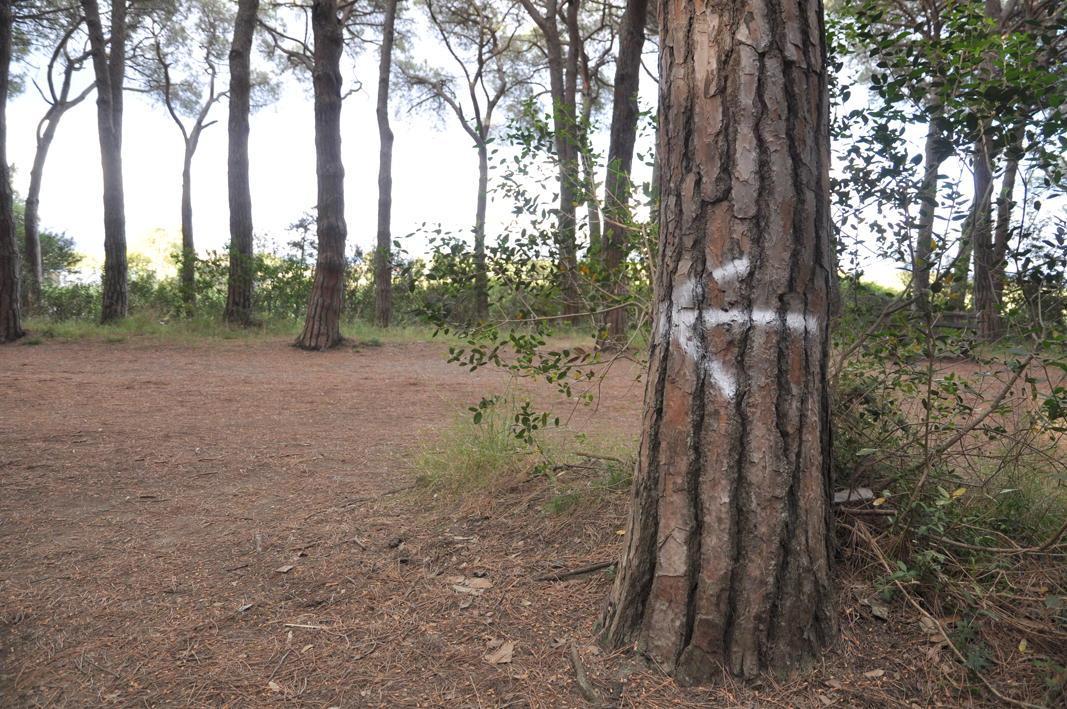 Un pino segnato con la vernice (foto Falorni)