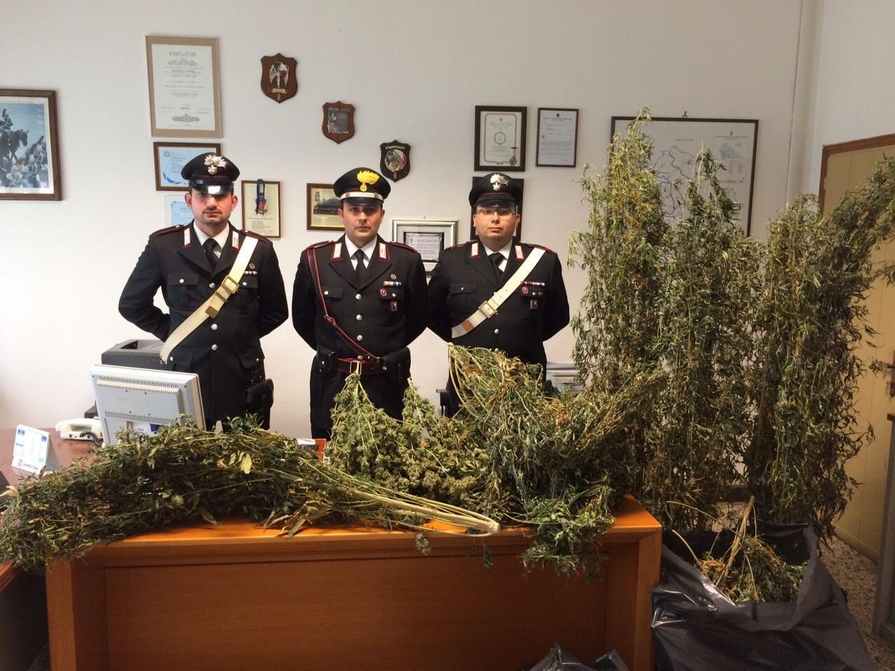 Coltiva marijuana sul balcone, 60enne denunciato