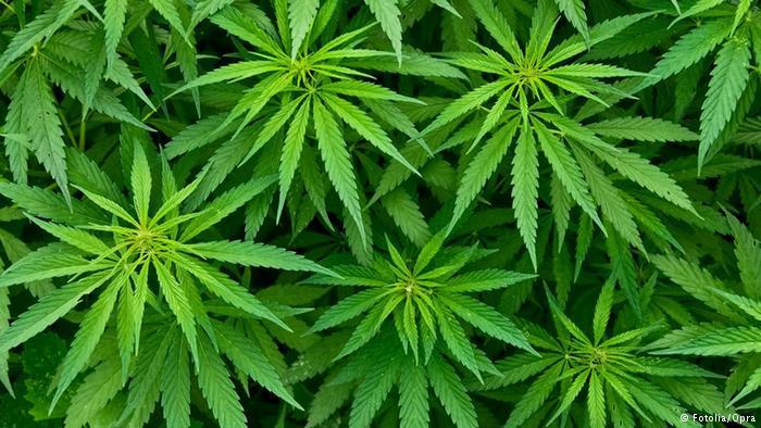 Piantagione di cannabis