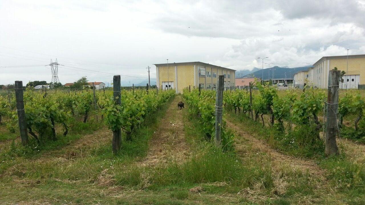 Il cinghiale impaurito mentre scappa tra le vigne