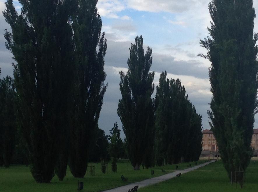 «Alberi monumentali: segnalateli al Comune»