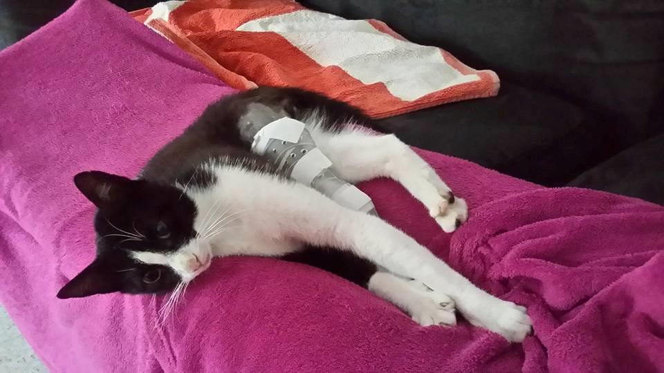 Il gatto Micron con la zampa rotta