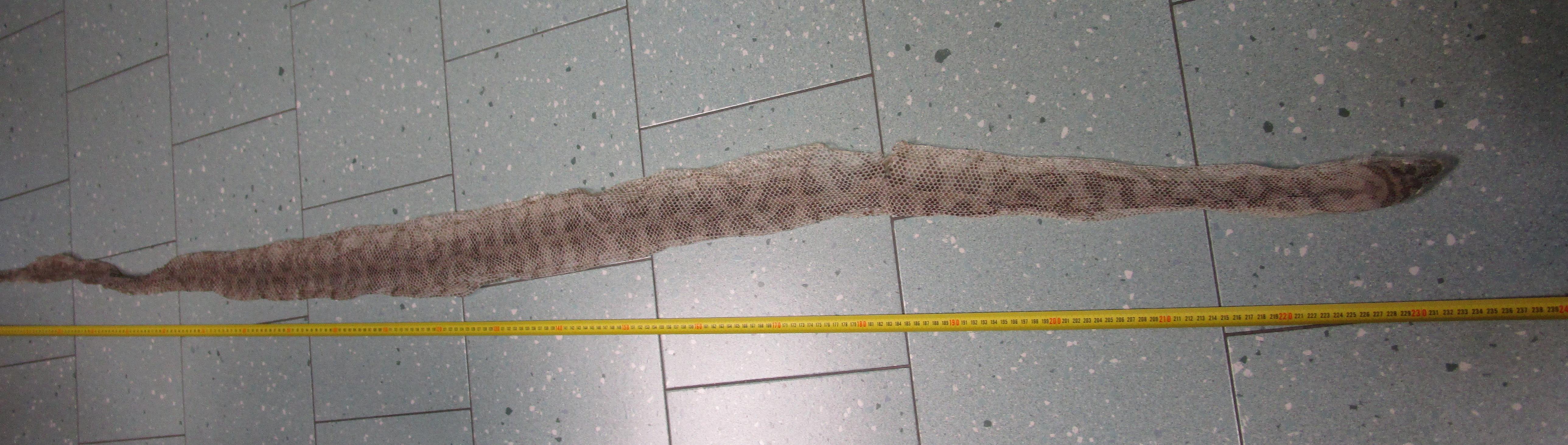 La pelle di serpente trovata in centro a Pietrasanta