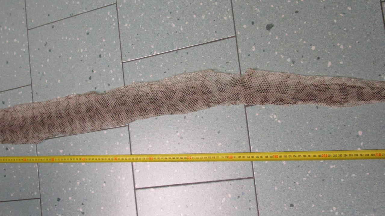 La pelle di serpente trovata in centro a Pietrasanta