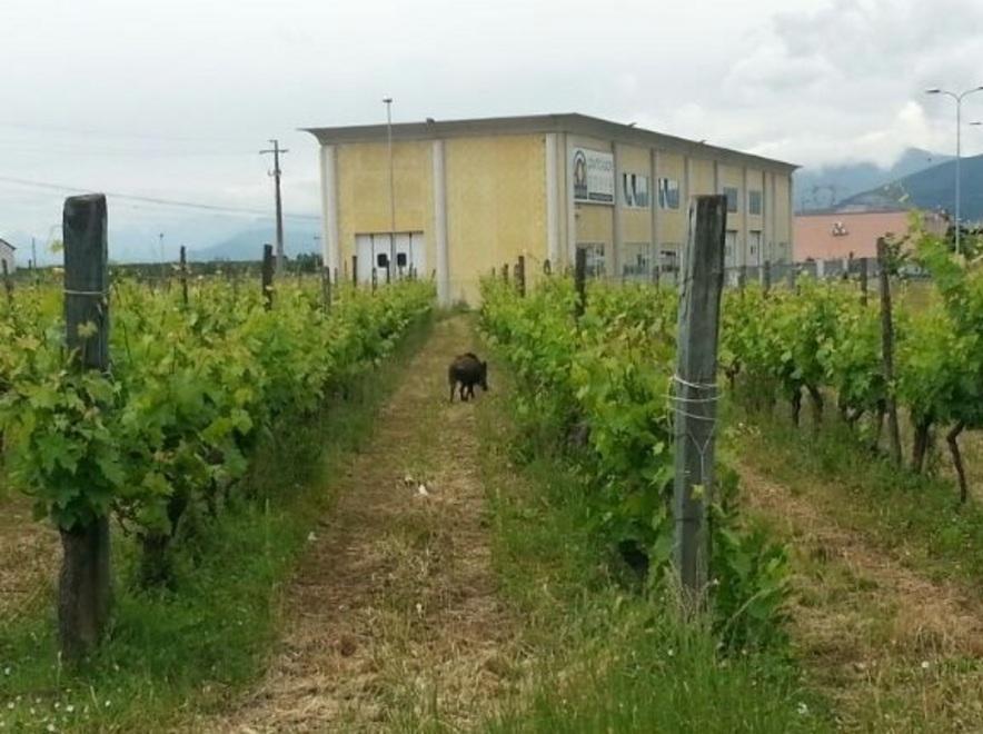 Lavoria, il cinghiale spaventa e prova a caricare i passanti