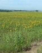 Capannoni più grandi nell’entroterra, ok della Provincia 