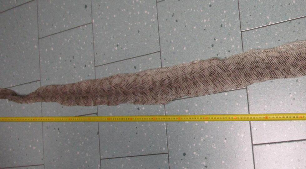 Trovata in strada una pelle di serpente