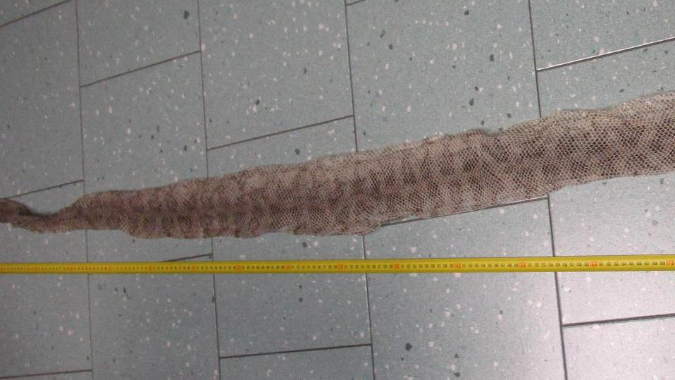 Trovata in strada una pelle di serpente