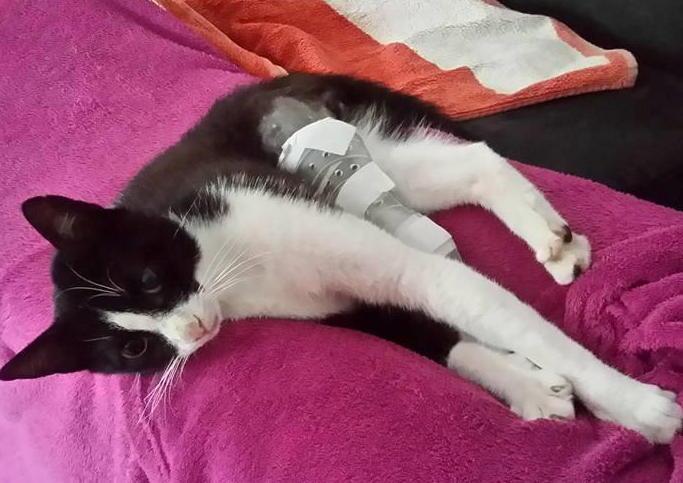 Preso a calci Micron, il gatto adottato dall’assessore