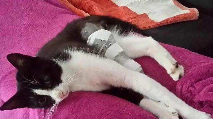 Preso a calci Micron, il gatto adottato dall’assessore