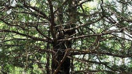 Uno degli studiosi vicino a un tasso plurisecolare