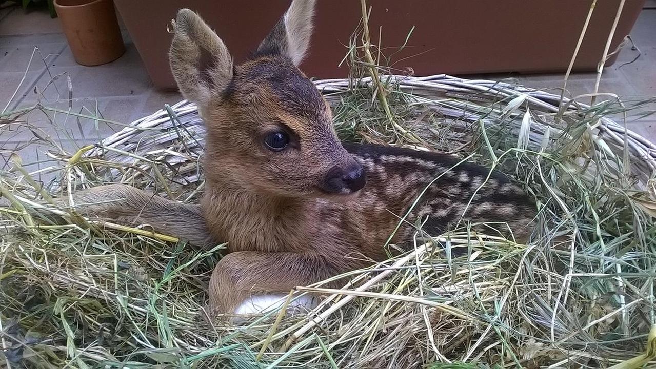 Il cucciolo di capriolo soccorso a Polverosa