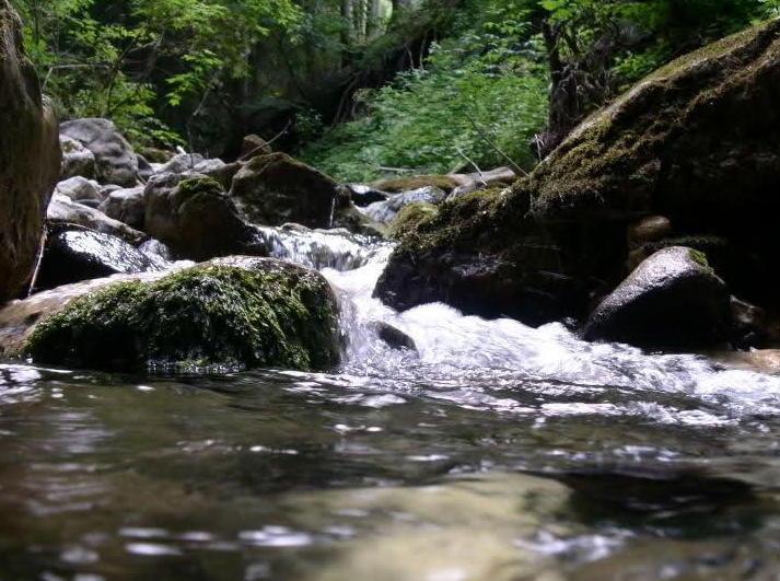 Plastica, rifiuti e pesci morti nel rio 