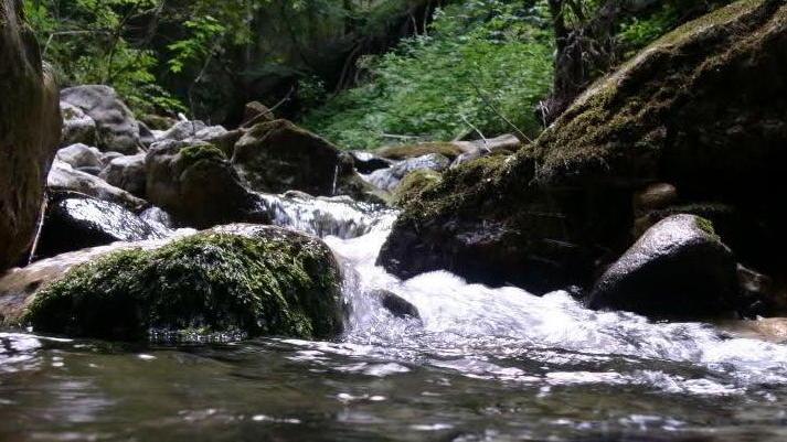 Plastica, rifiuti e pesci morti nel rio