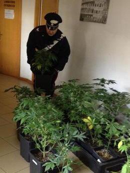 Coltivazione di marijuana nel garage 