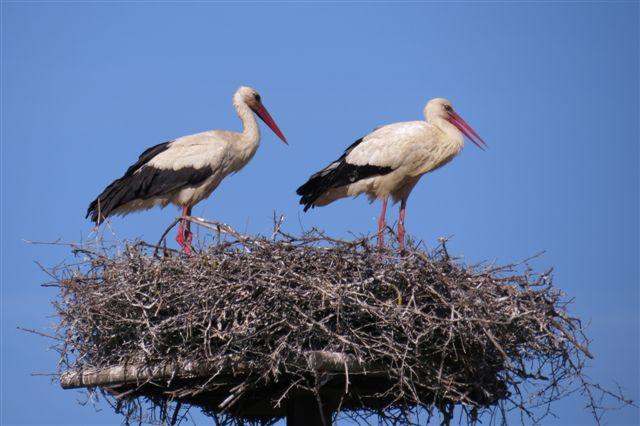 La "storica" coppia di cicogna bianca dell'Oasi affiliata WWF Padule di Bolgheri