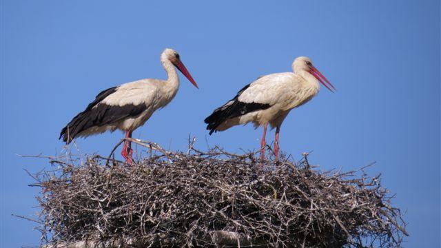 La "storica" coppia di cicogna bianca dell'Oasi affiliata WWF Padule di Bolgheri