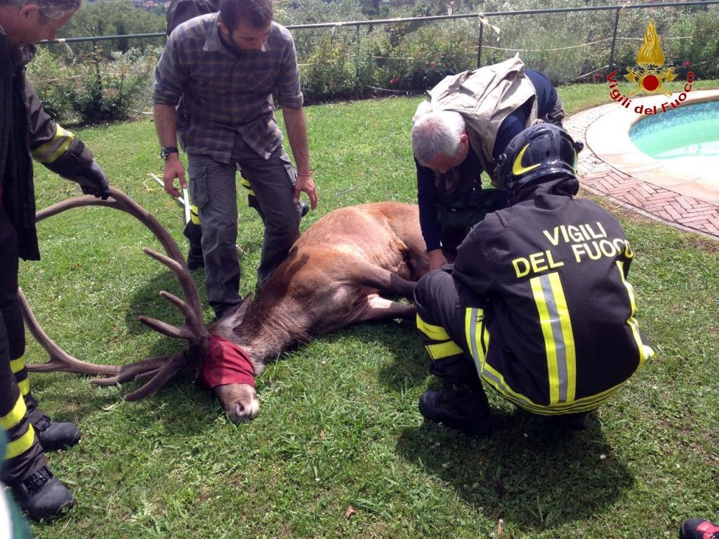 Il cervo addormentato recuperato dai vigili del fuoco