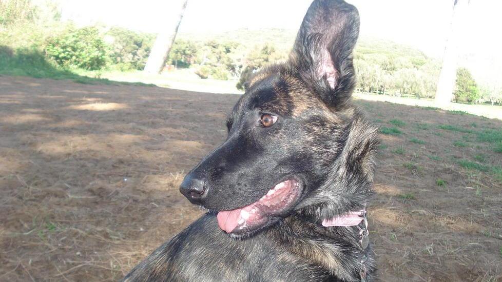Il cane morì, assolto il veterinario