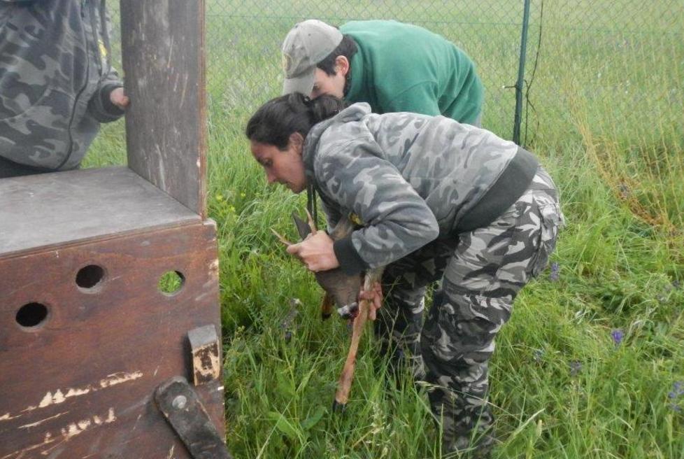 Catturati due caprioli nell’area dell’aeroporto 