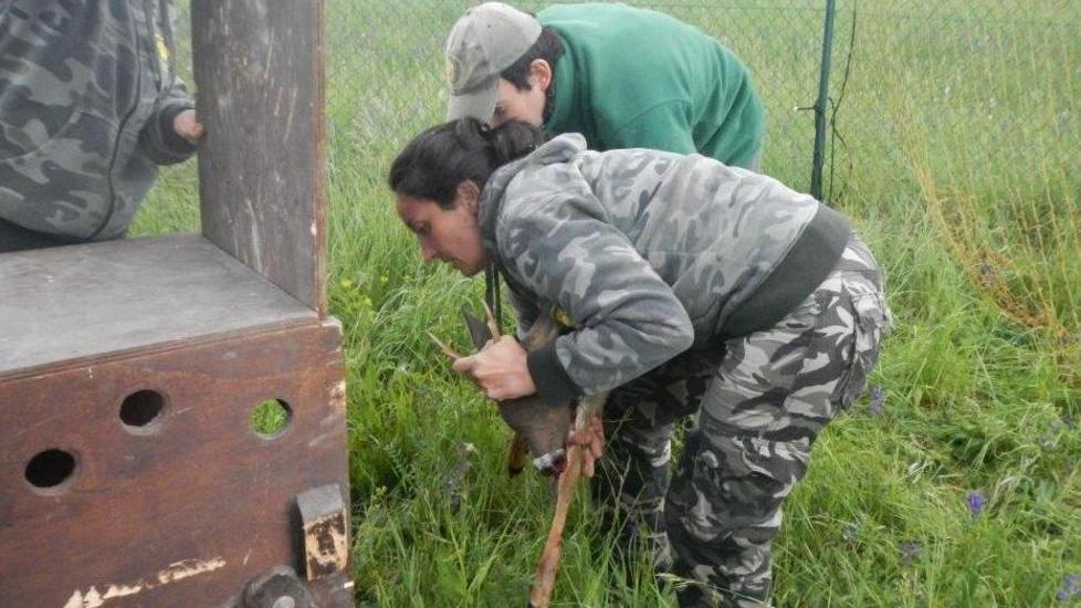 Catturati due caprioli nell’area dell’aeroporto