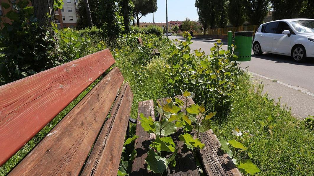 L'erba alta alle panchine in un giardino di Ponte a Elsa