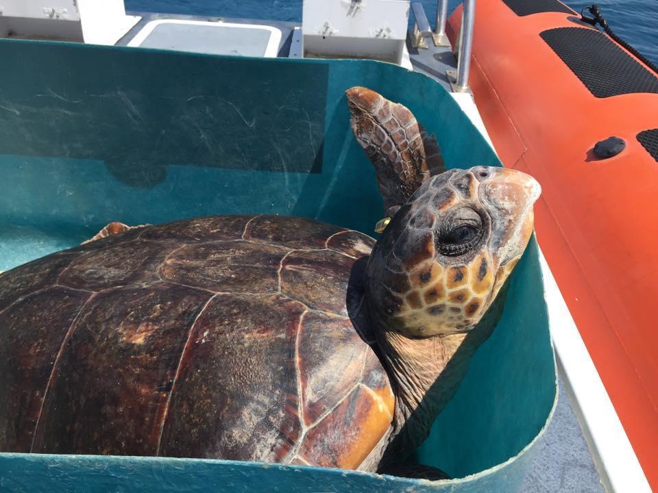 La tartaruga Olimpia a bordo del gommone della guardia costiera poco prima di essere liberata in mare
