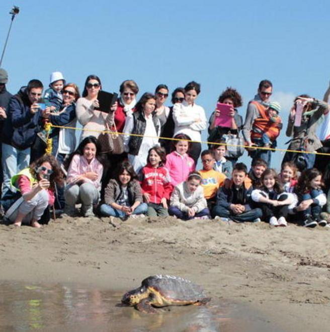 La liberazione di una tartaruga (foto d'archivio)