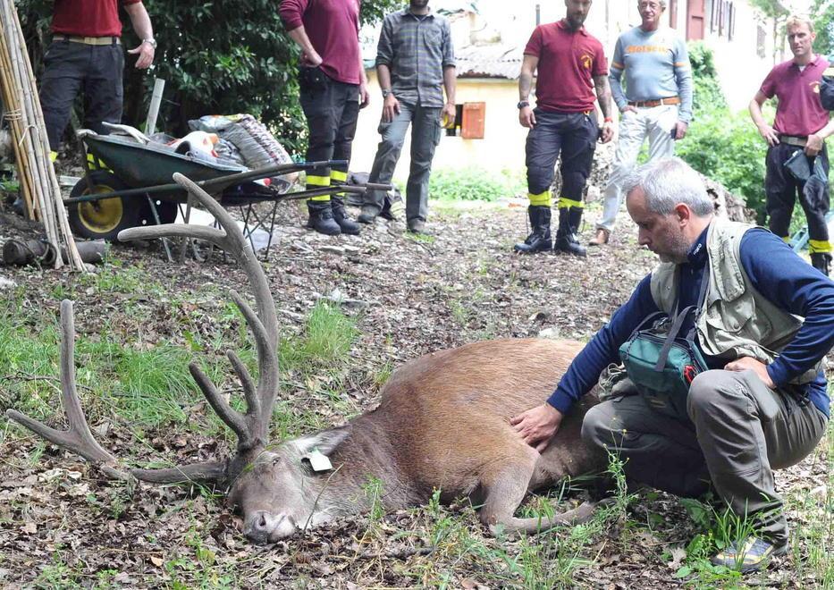 Cervo cade in piscina narcotizzato e salvato dai vigili del fuoco 