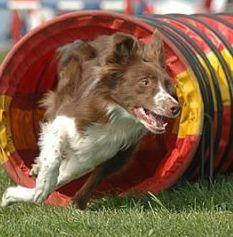 Esibizione di Agility dog in piazza Grandi