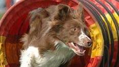 Esibizione di Agility dog in piazza Grandi