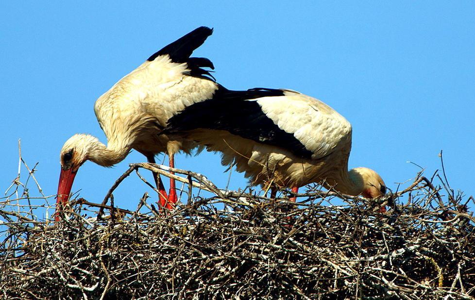 Tre cicognotti nel nido al Padule di Bolgheri 