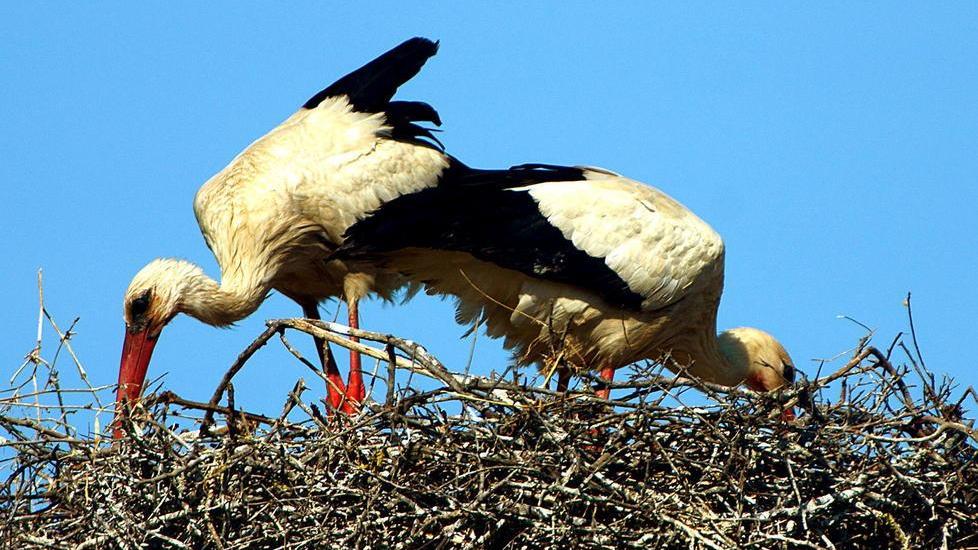Tre cicognotti nel nido al Padule di Bolgheri