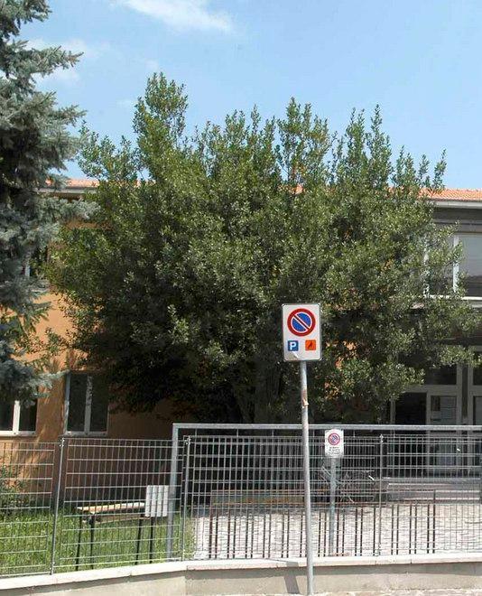 La Provincia scrive alle scuole: «Finiti i soldi per il verde» 