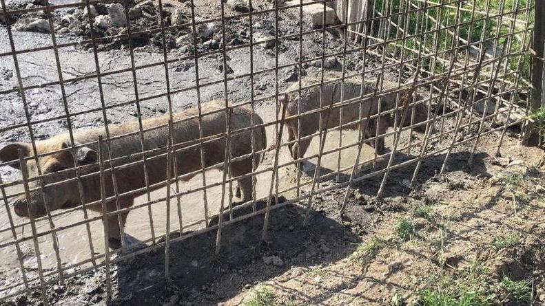 Latitante scovato in una fattoria