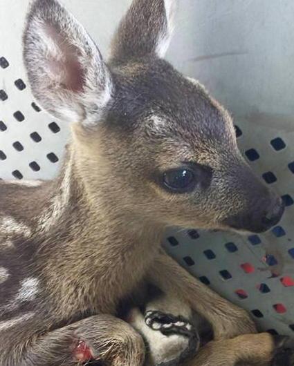 Cucciolo di capriolo ferito dalla falciatrice