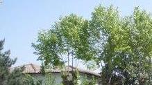 I ragazzi di primarie e medie alla ribalta per la sagra
