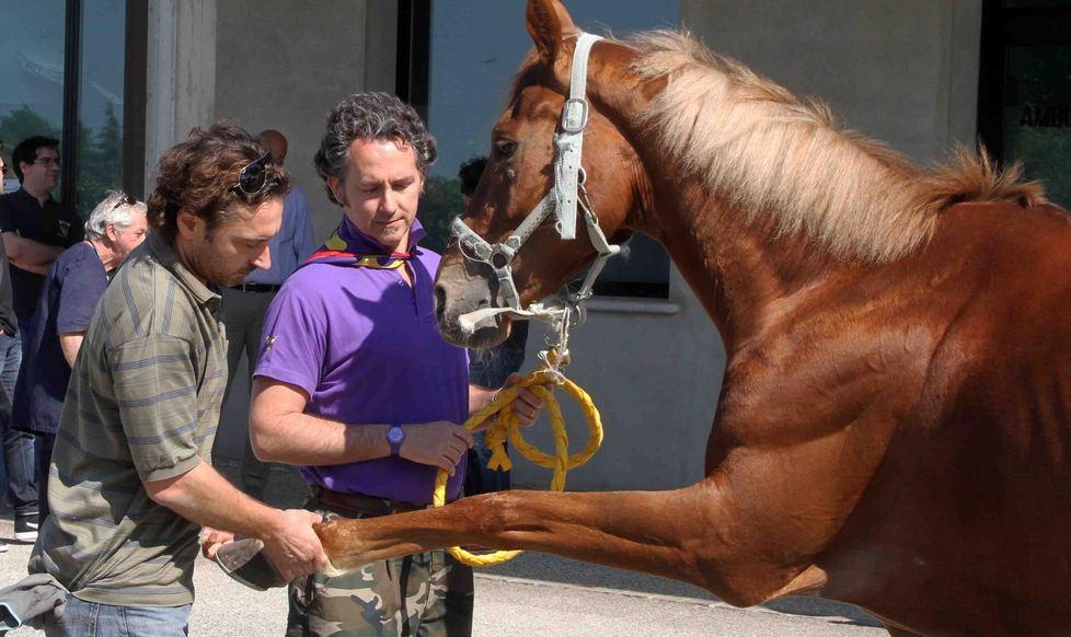 Prove obbligatorie ai canapi in piazza Ariostea 