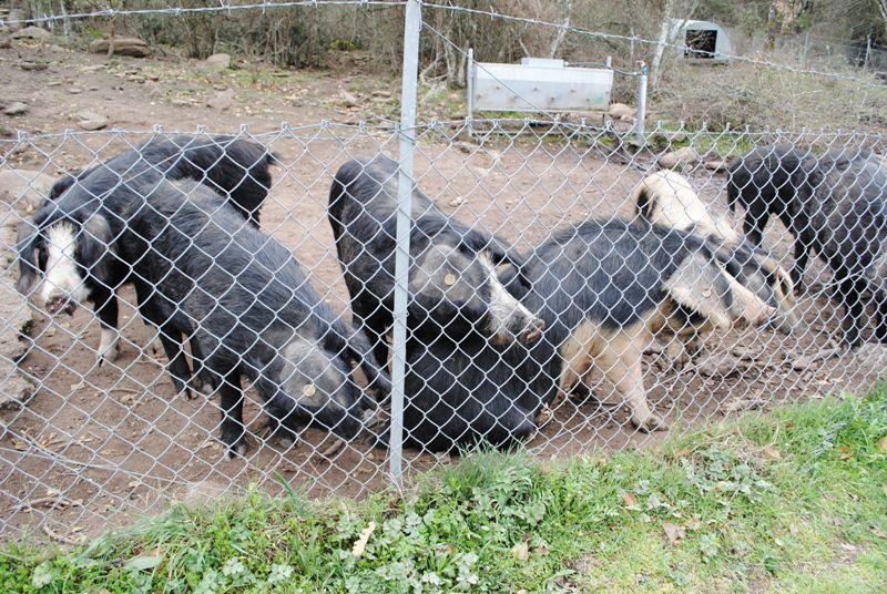 Peste suina, imprudente amplificare il rischio