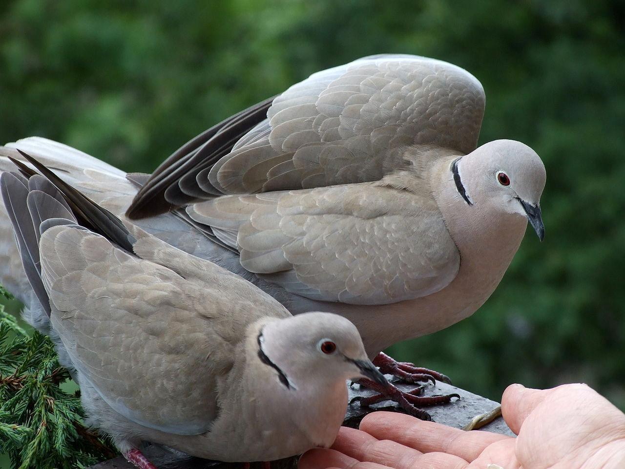 La tortora dal collare è una specie protetta ma non troppo