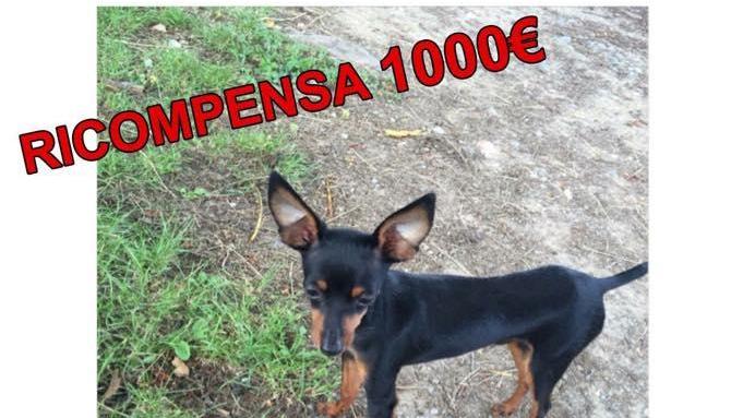 Yahoo, il cane di razza Prague ratter smarrito a Montecatini