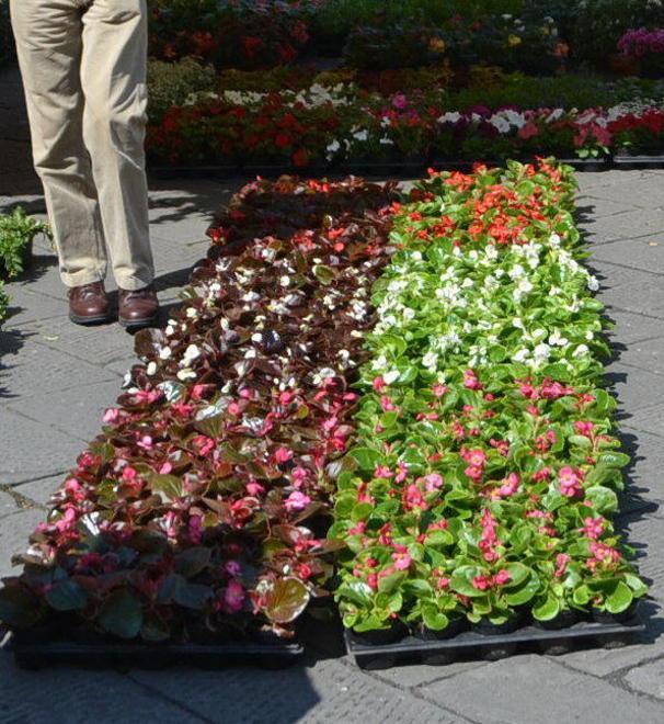 Torna in paese lo spettacolo della festa dei fiori