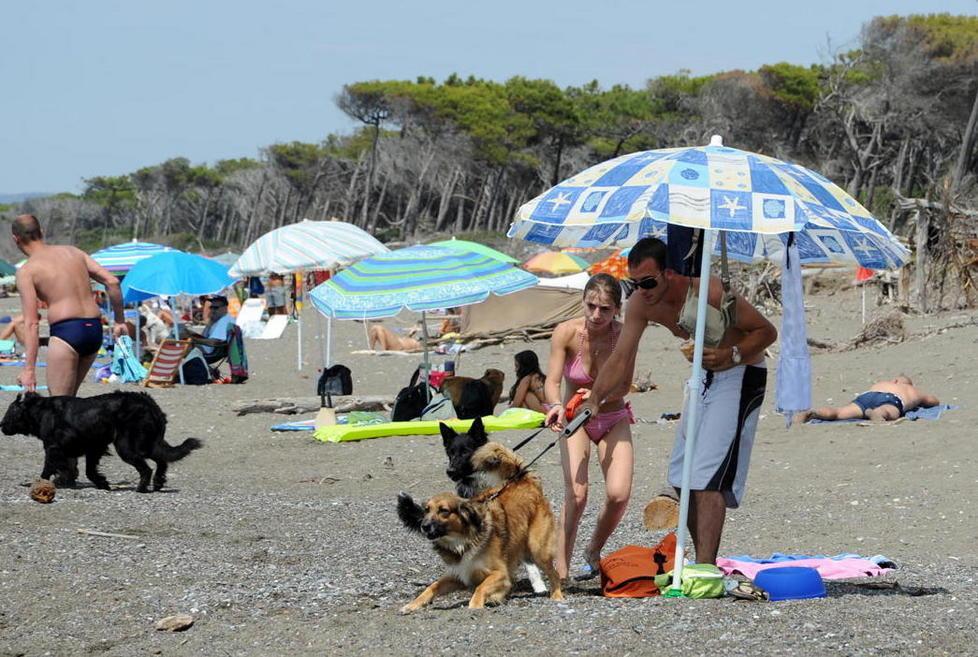 Cani al guinzaglio e paletta una guida per la bau-beach