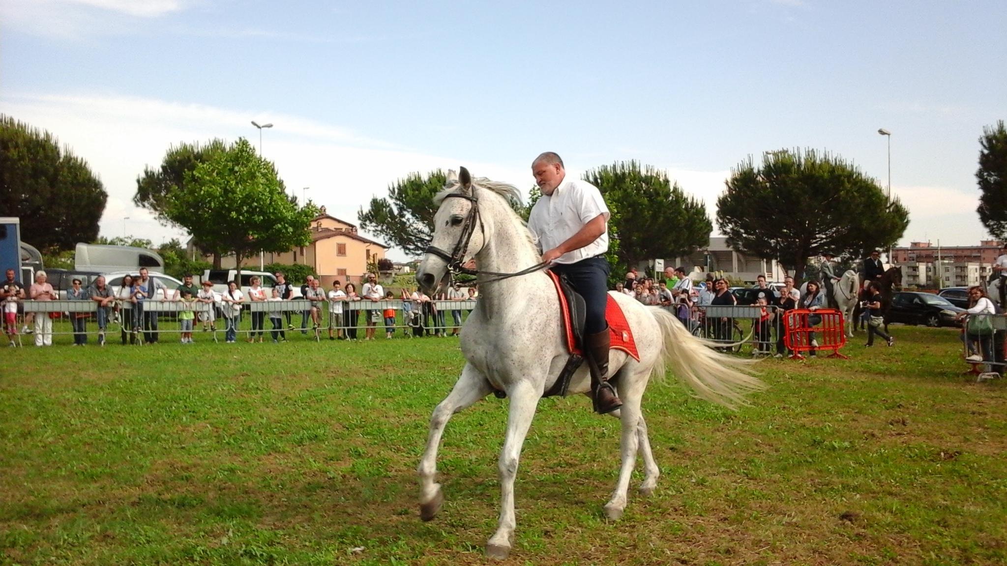 L'esibizione dei cavalli andalusi (foto Leonardo Nuti)