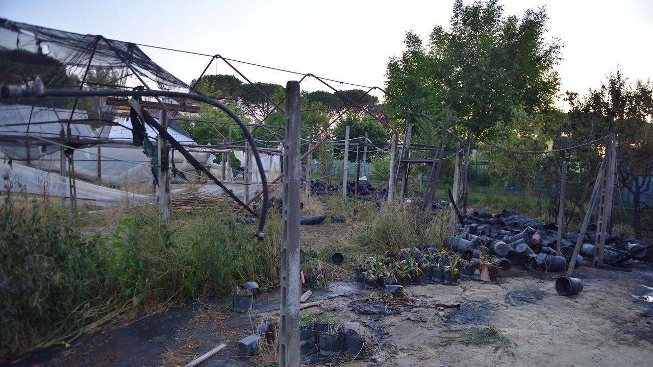 I danni provocati dall'incendio all'interno del vivaio (Foto Agenzia Carlo Sestini)