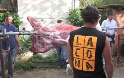 Torna oggi il “Mucca day” 