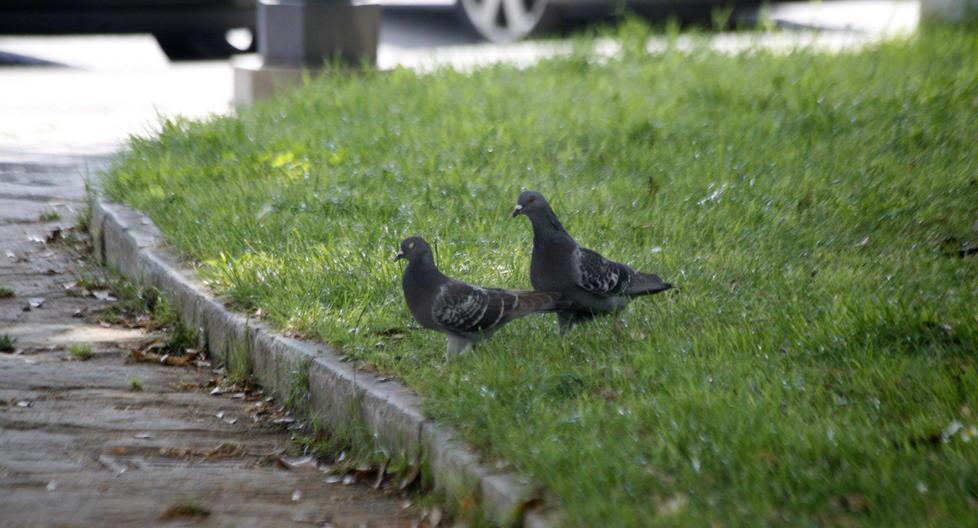 Il Comune dichiara guerra ai piccioni in centro storico 