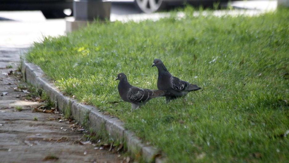 Il Comune dichiara guerra ai piccioni in centro storico