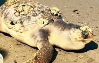 Tartaruga morta in spiaggia 